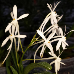 ASCOFINETIA LION STAR X NEOFINETIA FALCATA ARMANI