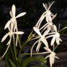 ASCOFINETIA LION STAR X NEOFINETIA FALCATA ARMANI