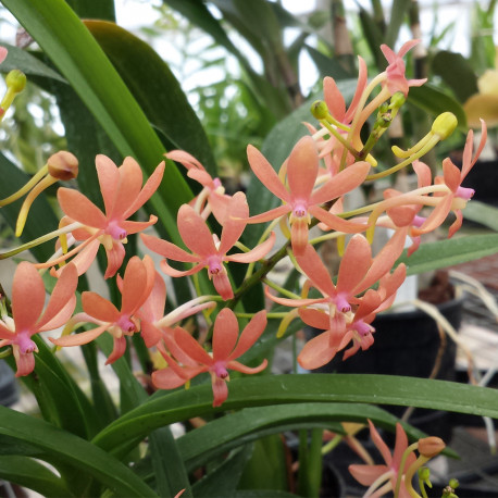 ASCOFINETIA PEACHES