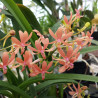 ASCOFINETIA PEACHES