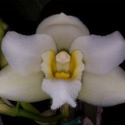 BIFRENARIA HARRISONIAE ALBA