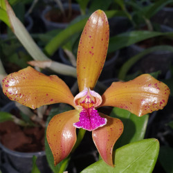 CATTLEYA GRANULOSA