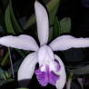 CATTLEYA INTERMEDIA COERULEA