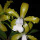 CATTLEYA LEOPOLDI ALBA