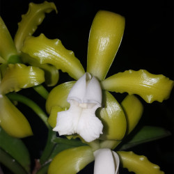 CATTLEYA LEOPOLDI ALBA