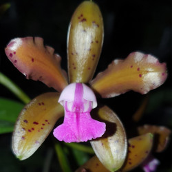 CATTLEYA TIGRINA ESCURA X LANDATE