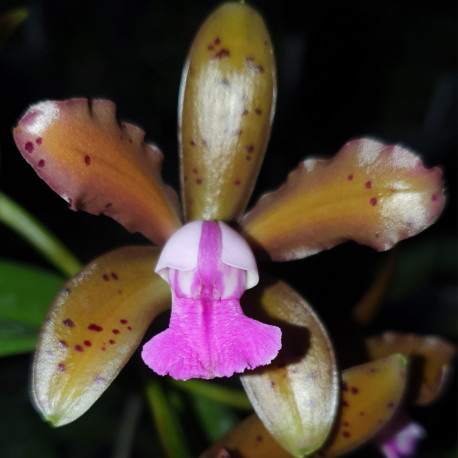 CATTLEYA TIGRINA ESCURA X LANDATE