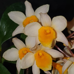 DENDROBIUM MEM CHRIST ERDMANN