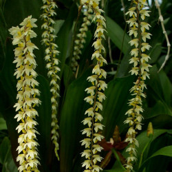 DENDROCHILUM COBBIANUM