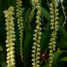 DENDROCHILUM COBBIANUM
