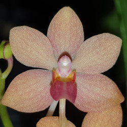 HOLCOGLOSSUM RUPESTRE X VANDA CURVIFOLIA