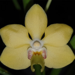 HOLCOGLOSSUM RUPESTRE X VANDA DENINSONIANA