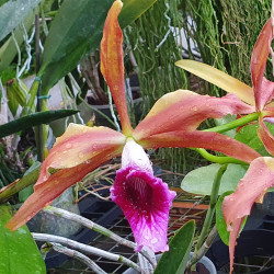 LAELIA TENEBROSA GREEN