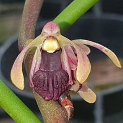 LUISIA CRUTISII
