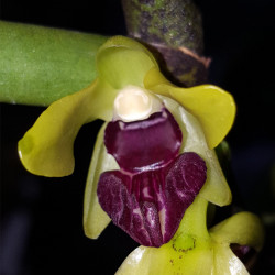 LUISIA THAILANDIACA