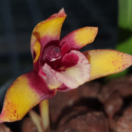 MAXILLARIA WOLF SHUNKEANA X PICTA