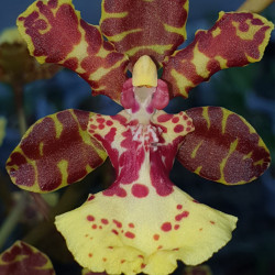ONCIDIUM LANCEANUM HYBRID