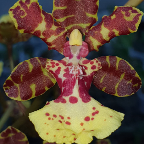 ONCIDIUM LANCEANUM HYBRID