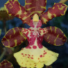 ONCIDIUM LANCEANUM HYBRID