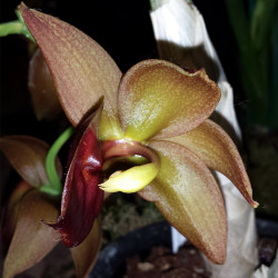 CYCNODES TAINAN GOLD ORANGE
