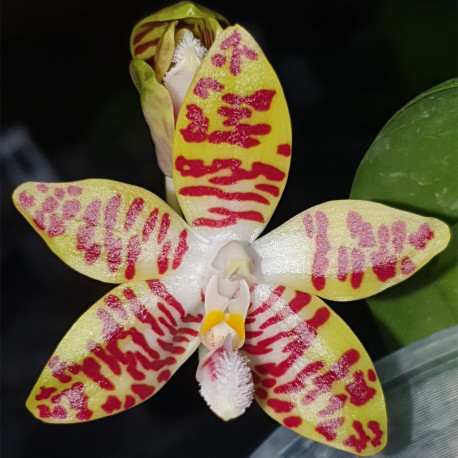 PHALAENOPSIS AMBOINENSIS X ZEBRINA