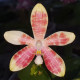PHALAENOPSIS INSCRIPTIONENSIS X SPECIOSA PURPLE QUEEN