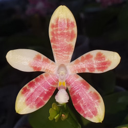 PHALAENOPSIS INSCRIPTIONENSIS X SPECIOSA PURPLE QUEEN