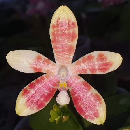 PHALAENOPSIS INSCRIPTIONENSIS X SPECIOSA PURPLE QUEEN