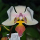PHALAENOPSIS INTERMEDIA APHRODITE X EQUESTRIS
