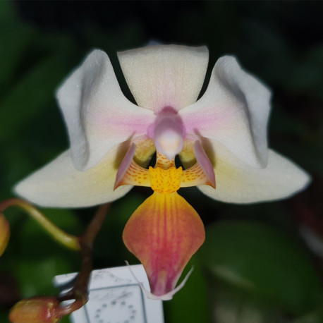 PHALAENOPSIS INTERMEDIA APHRODITE X EQUESTRIS