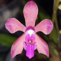 PHALAENOPSIS ORCHIDOM NANCY PULCHERRIMA X STROBARTIANA