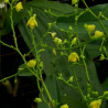 POLYSTACHIA SUBDIPHYLLA