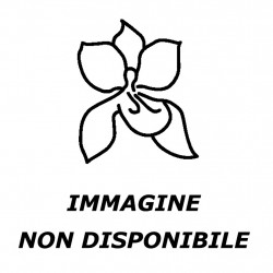RENANTHERA IMSHOOTIANA X SEIDENFADENIA MITRATA ALBA