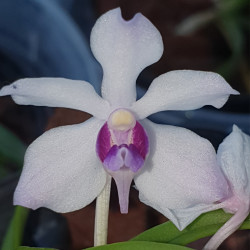 VANDA COERULESCENS DARK X HOLCOGLOSSUM FLAVESCENS