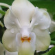 VANDA DENINSONIANA CREME SHINE TONE