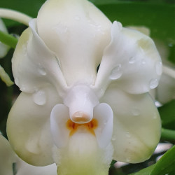 VANDA DENINSONIANA CREME SHINE TONE