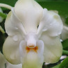 VANDA DENINSONIANA CREME SHINE TONE