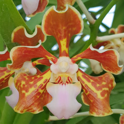 VANDA LIMBATA