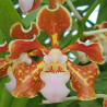 VANDA LIMBATA