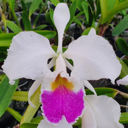CATTLEYA HAROLDS SEMIALBA X LABIATA SEMIALBA