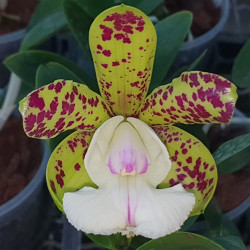 CATTLEYA ENDLESS SUMMER X THOSPOL SPOT