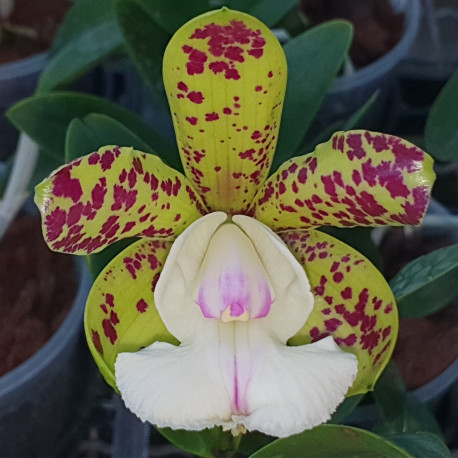 CATTLEYA ENDLESS SUMMER X THOSPOL SPOT