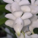 AERIDES QUINQUEVULNERA VAR FARMERII
