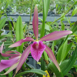 BRASSOLAELIOCATTLEYA FELIPE HAJE BC. YELLOW BIRD X C SCHILLERIANA
