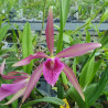 BRASSOLAELIOCATTLEYA FELIPE HAJE BC. YELLOW BIRD X C SCHILLERIANA