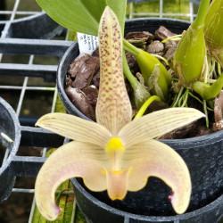 BULBOPHYLLUM PALAWANENSE