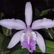CATTLEYA MAXIMA COERULEA X SCHROEDERAE