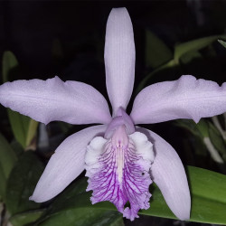 CATTLEYA MAXIMA COERULEA X SCHROEDERAE