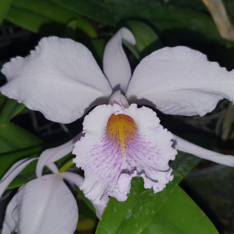 CATTLEYA MILLERII