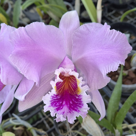 CATTLEYA RUTH GEE X TURANDOT X LC OVATION X IRENE FINNEY